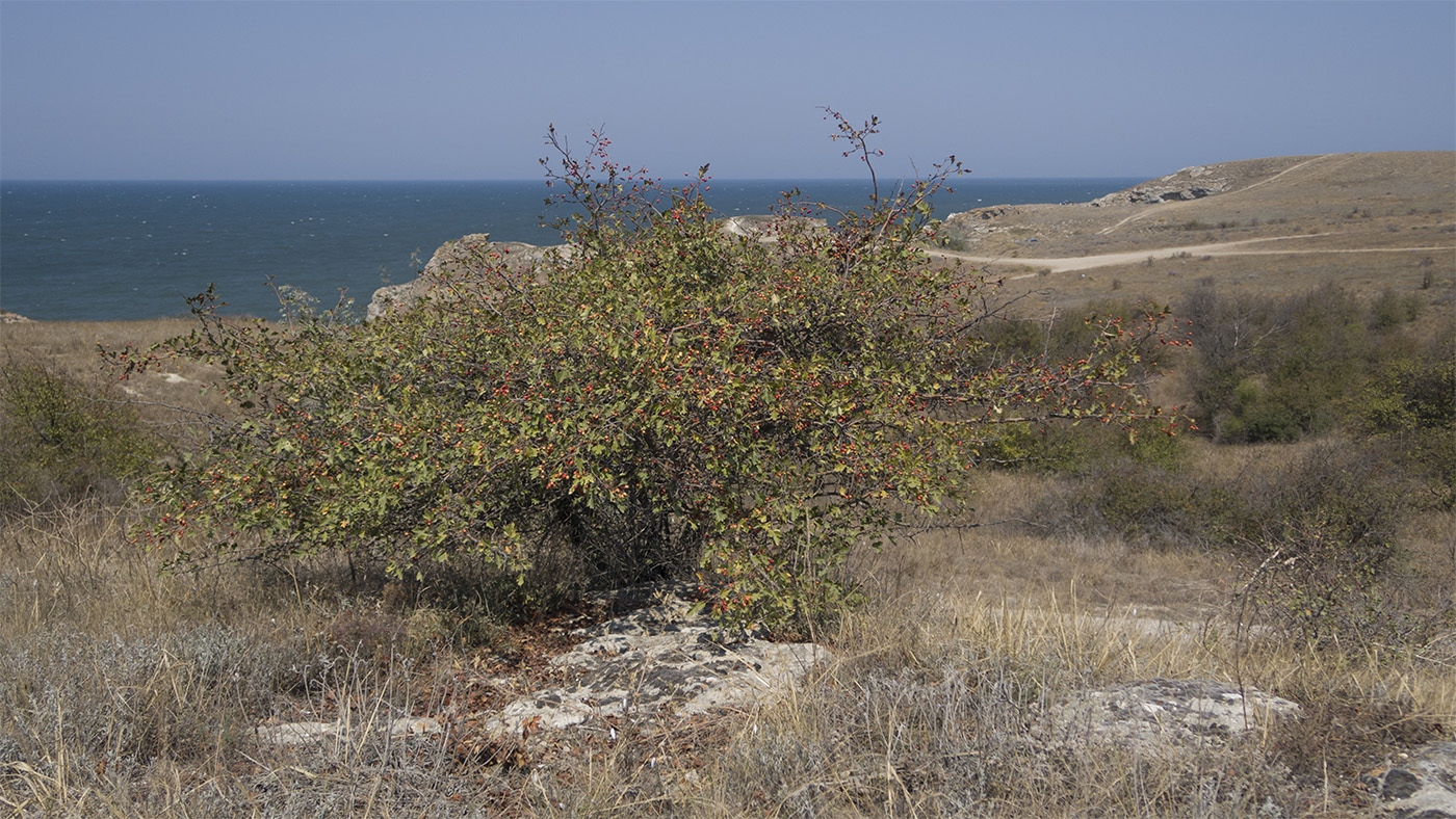 Изображение особи род Crataegus.