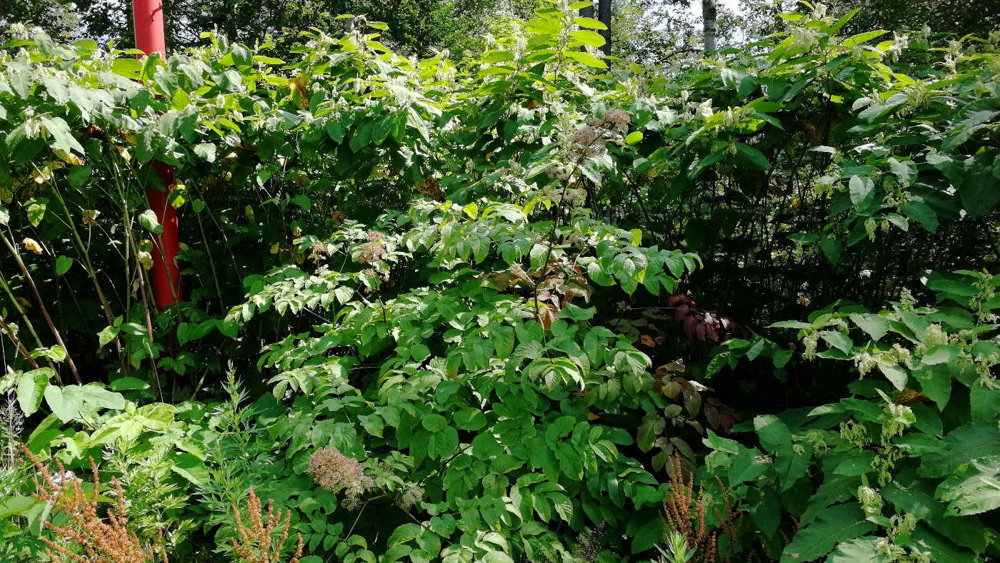 Image of Aralia cordata specimen.