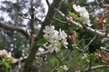 Malus orientalis