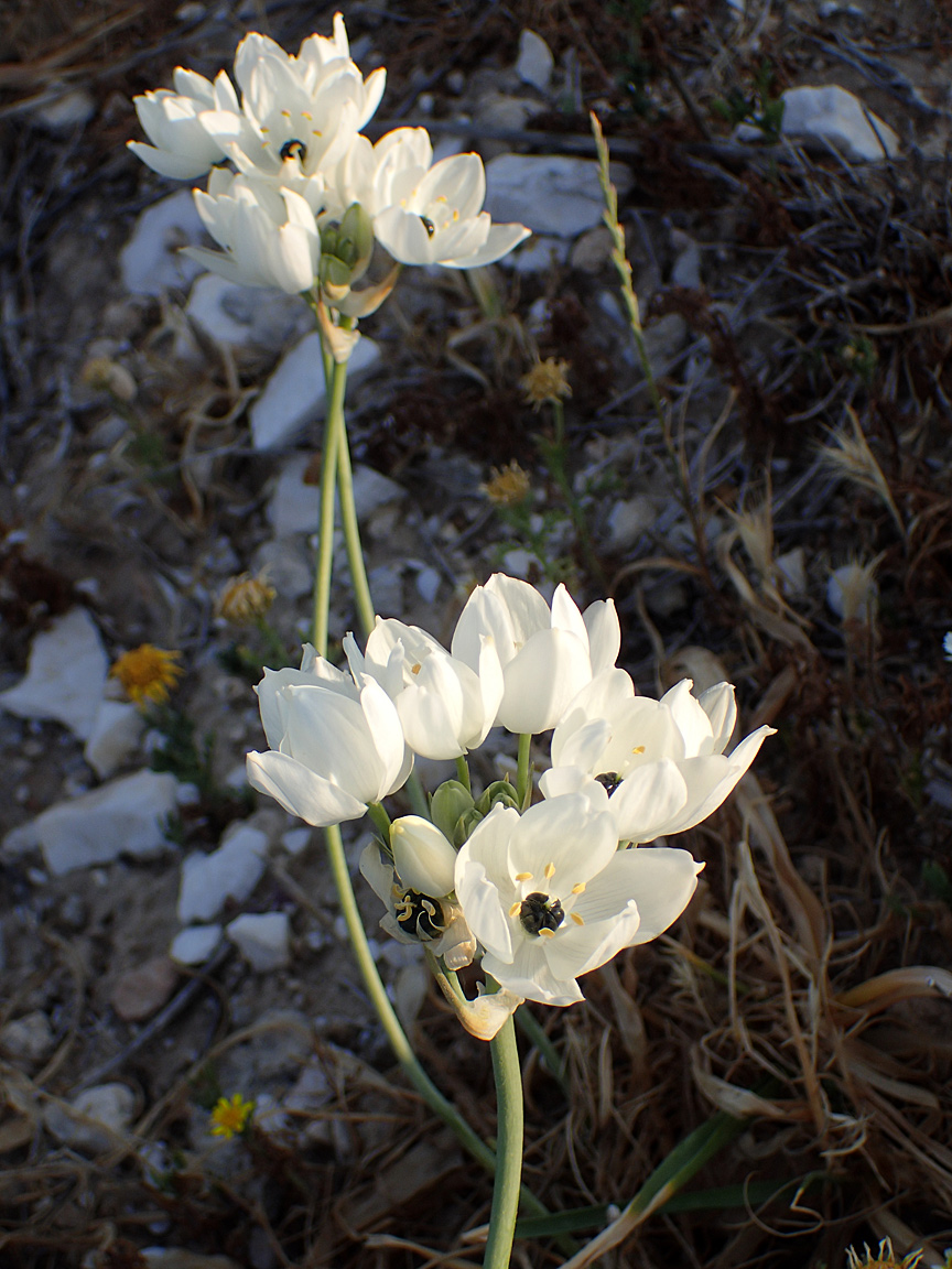 Image of Ornithogalum arabicum specimen.