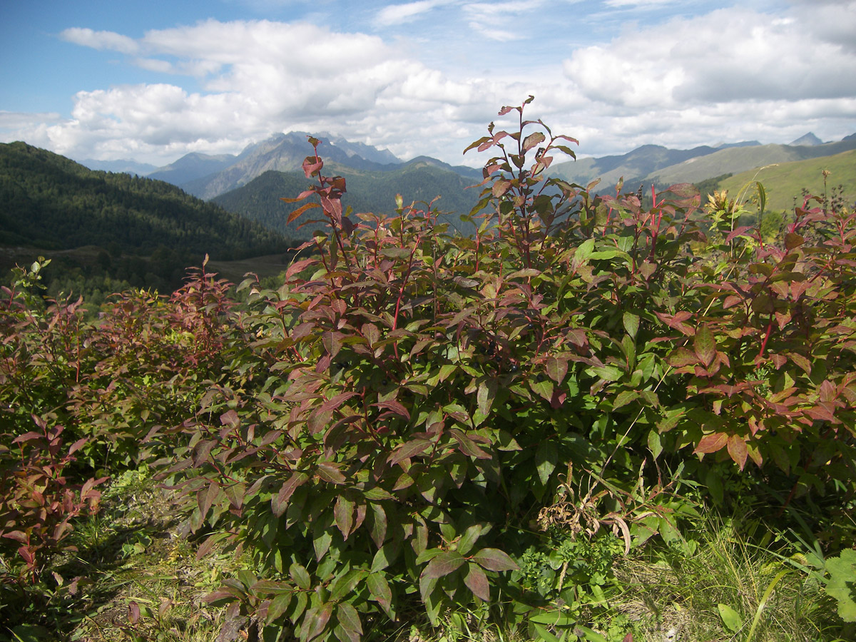 Изображение особи Vaccinium arctostaphylos.