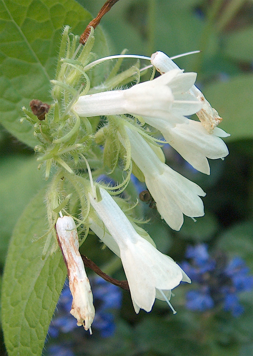 Image of Symphytum grandiflorum specimen.