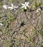 Narcissus obsoletus