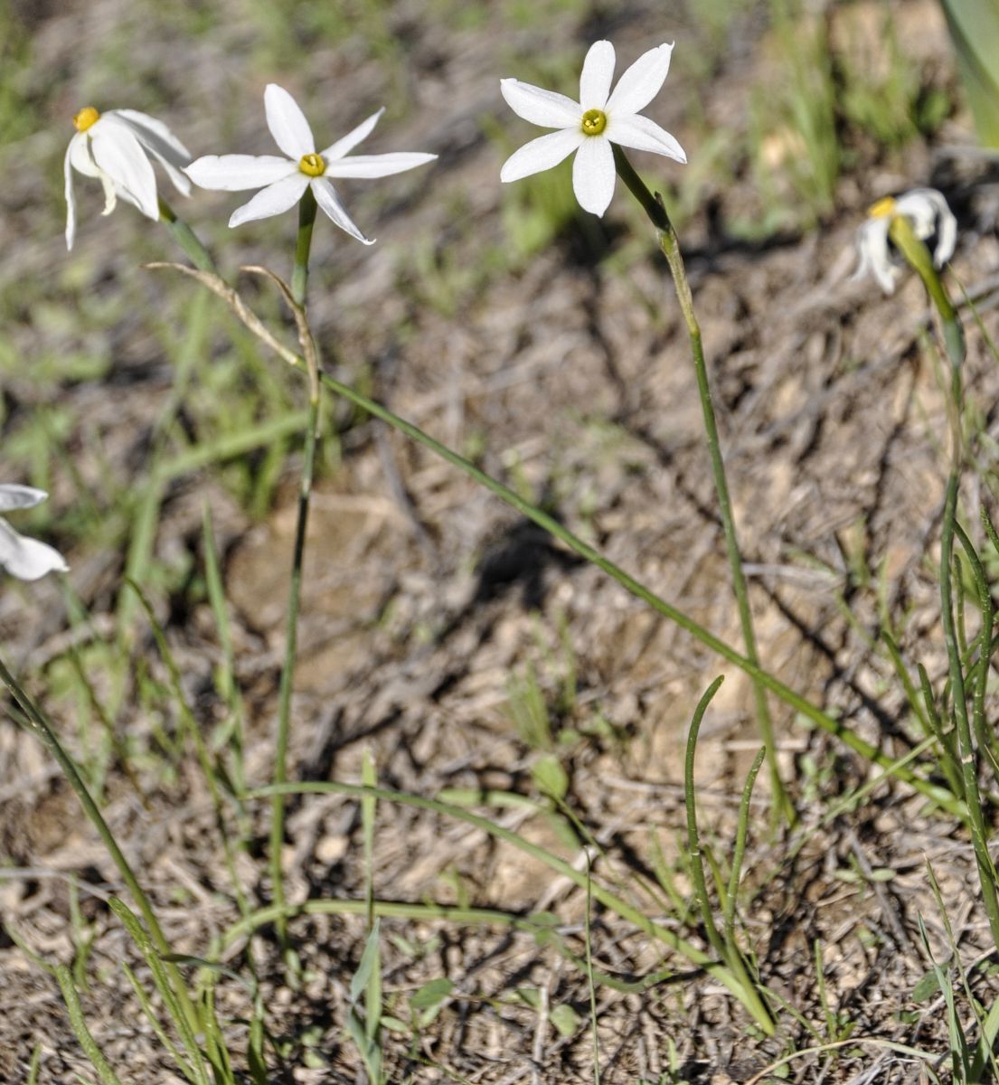 Image of Narcissus obsoletus specimen.