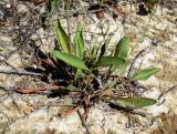 Limonium narbonense
