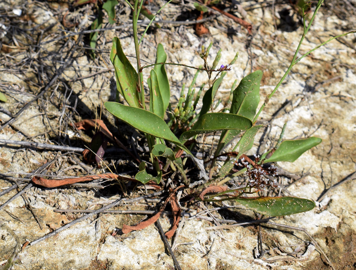 Image of Limonium narbonense specimen.