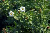 Argusia rosmarinifolia