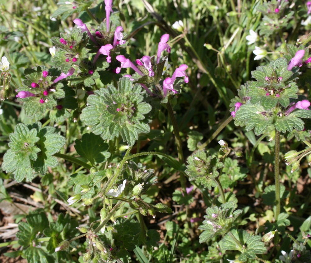 Image of Lamium amplexicaule specimen.
