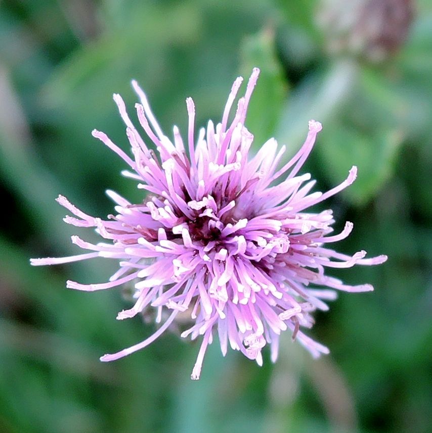 Изображение особи Cirsium arvense.