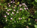 Epilobium hornemannii