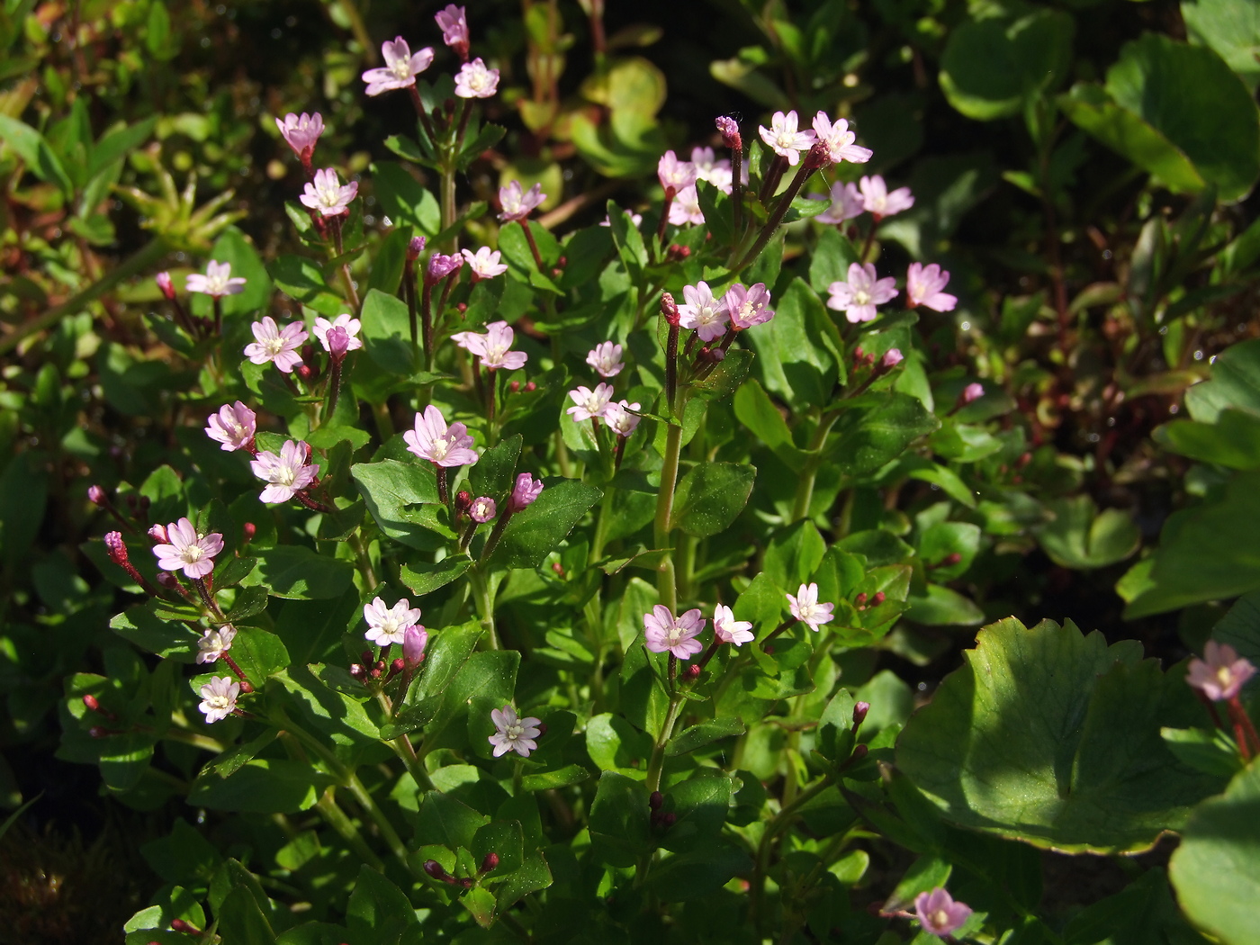 Image of Epilobium hornemannii specimen.