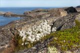 Eriophorum scheuchzeri. Плодоносящие растения. Мурманская обл., окр. пос. Дальние Зеленцы, заболоченная расщелина в скале. 27.07.2018.