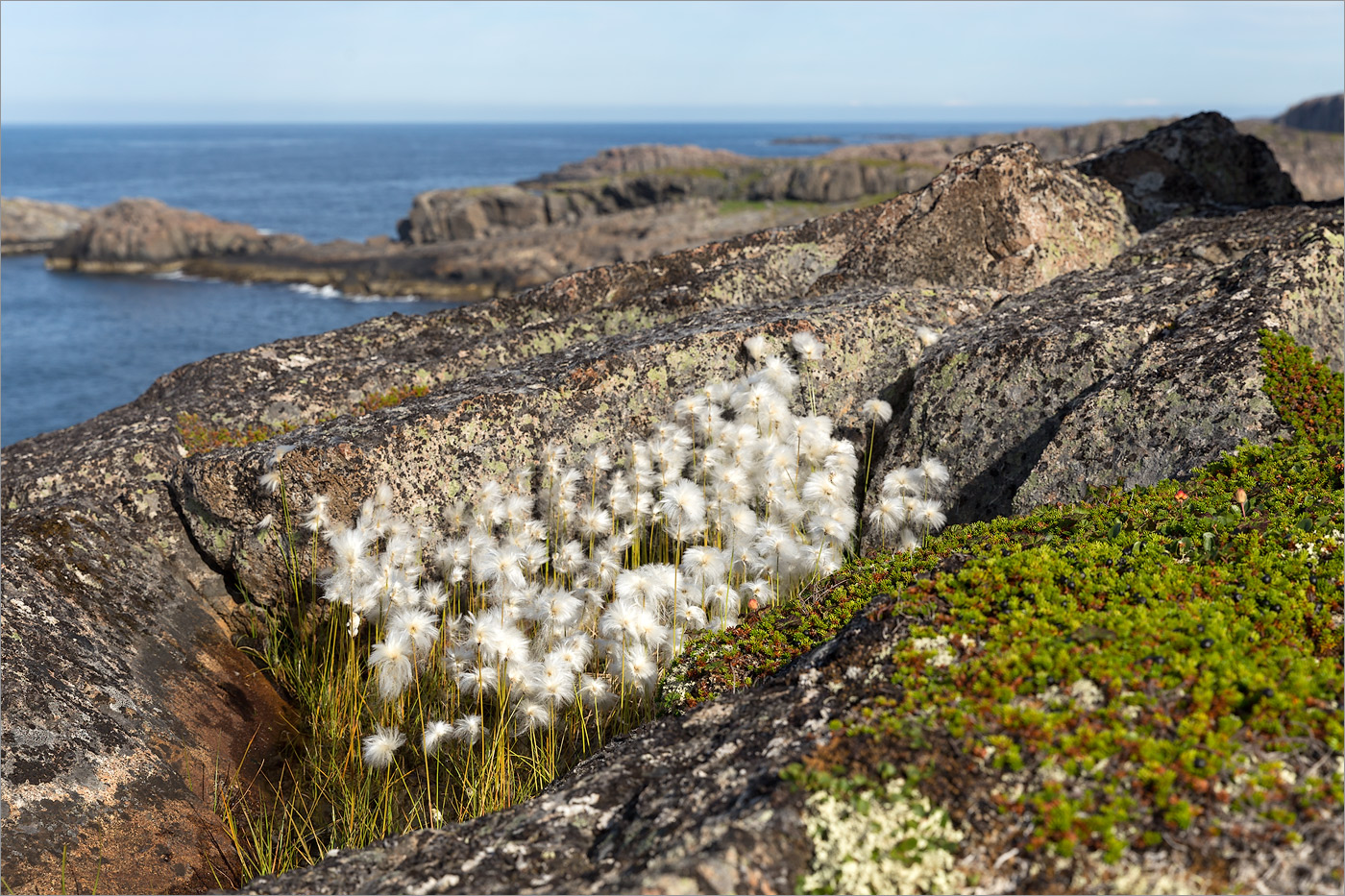 Image of Eriophorum scheuchzeri specimen.