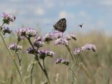 Goniolimon eximium. Верхушки процветающих соцветий с рассчитывающими покормиться бархатницей (Chazara persephone) и др. насекомыми. Казахстан, Восточно-Казахстанская обл., Урджарский р-н, окр. с. Таскескен; северо-восточная кромка Балхаш-Алакольской котловины, денудационный шлейф юго-западных предгорий хребта Тарбагатай, пологоувалистая подгорная равнина в долине р. Каракол (из системы оз. Сасыкколь); нарушенная кустарниковая (Calophaca soongorica + Spiraea hypericifolia - Hulthemia persica) ксерофитноразнотравно-полынно-дерновиннозлаковая степь; выс. 640 м н.у.м. 22 июня 2018 г.