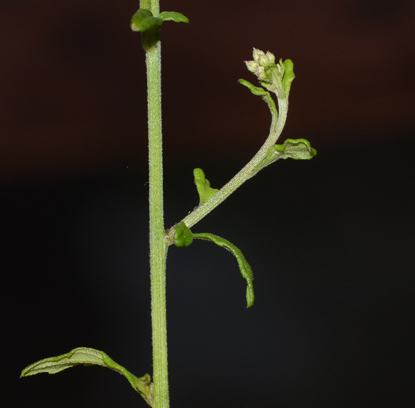 Image of Cyanthillium cinereum specimen.