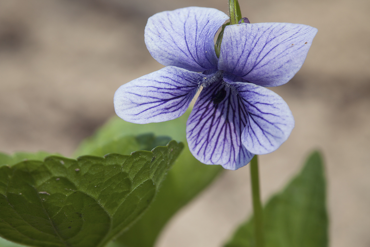 Image of Viola kamtschadalorum specimen.