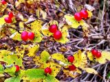 Lonicera chamissoi. Верхушка побега с плодами в осенней окраске. Камчатский край, Елизовский район, природный парк \"Вулканы Камчатки\" , каменноберезовый лес, долина реки Дремучая, район Пиначевского перевала , 450 м н.у.м., 18.09.2009.года.