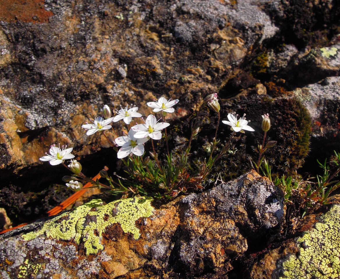 Image of Minuartia rubella specimen.