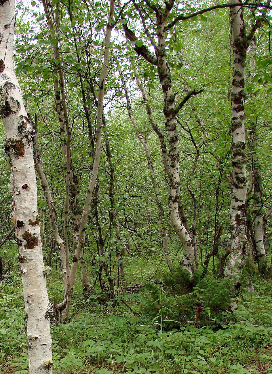 Image of genus Betula specimen.