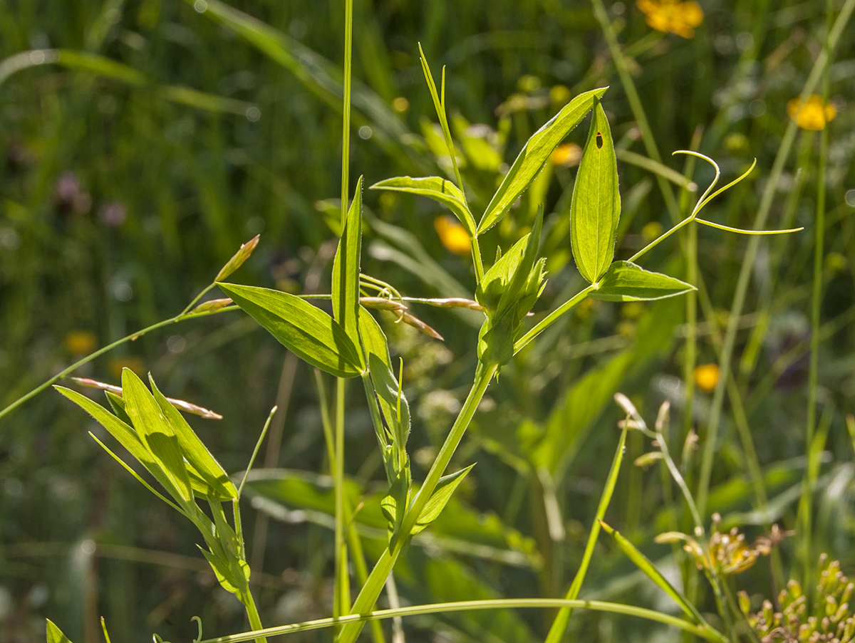 Изображение особи Lathyrus pratensis.