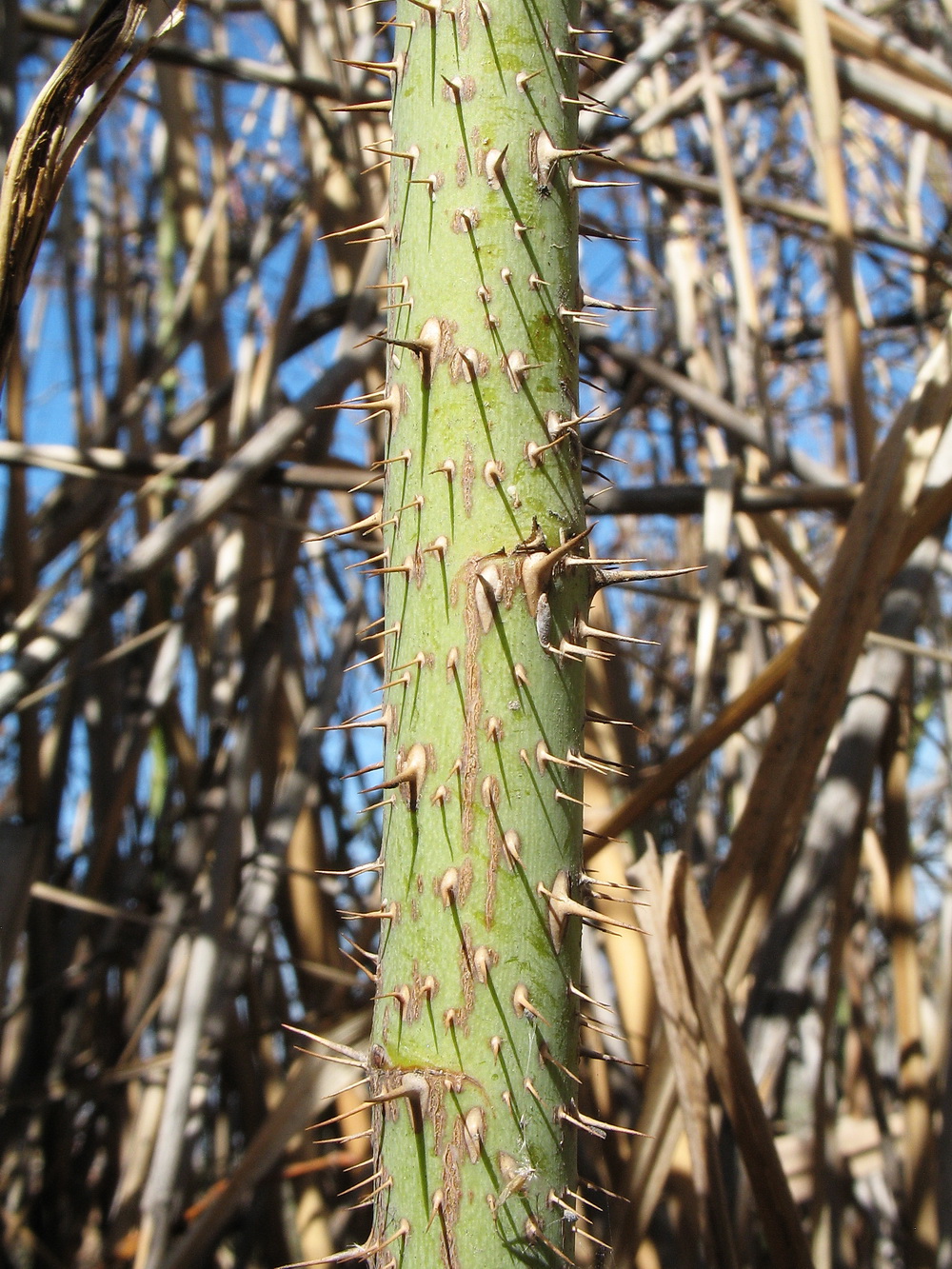 Image of Rosa beggeriana specimen.