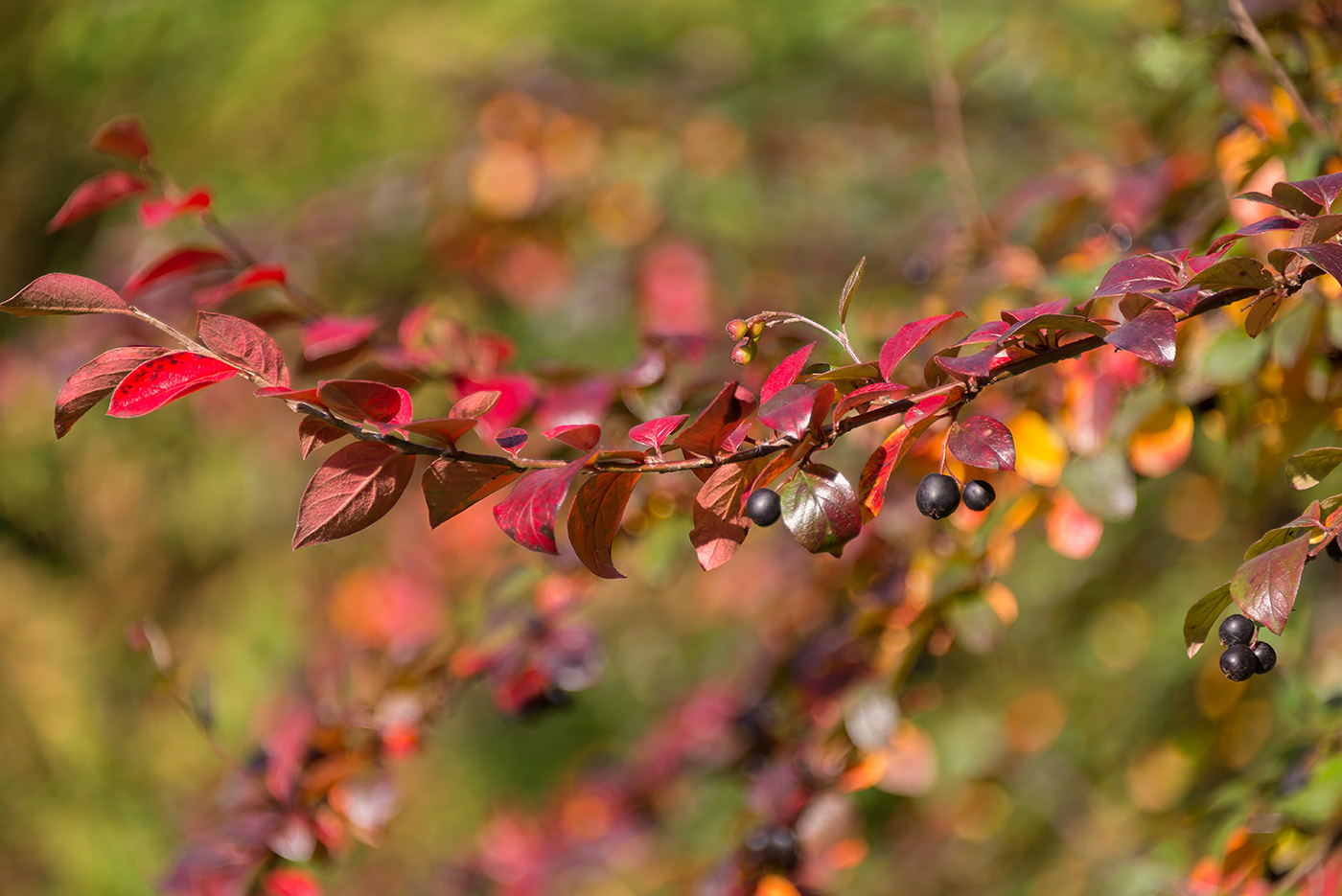 Изображение особи Cotoneaster lucidus.