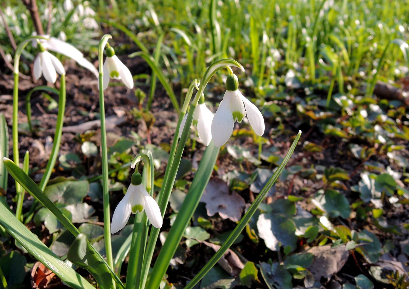 Изображение особи род Galanthus.