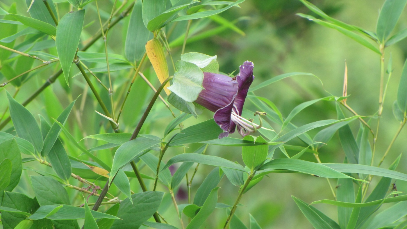 Изображение особи Cobaea scandens.