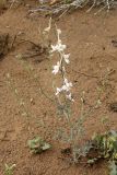 Delphinium camptocarpum. Цветущее растение. Узбекистан, Бухарская обл., экоцентр \"Джейран\". 22.04.2019.