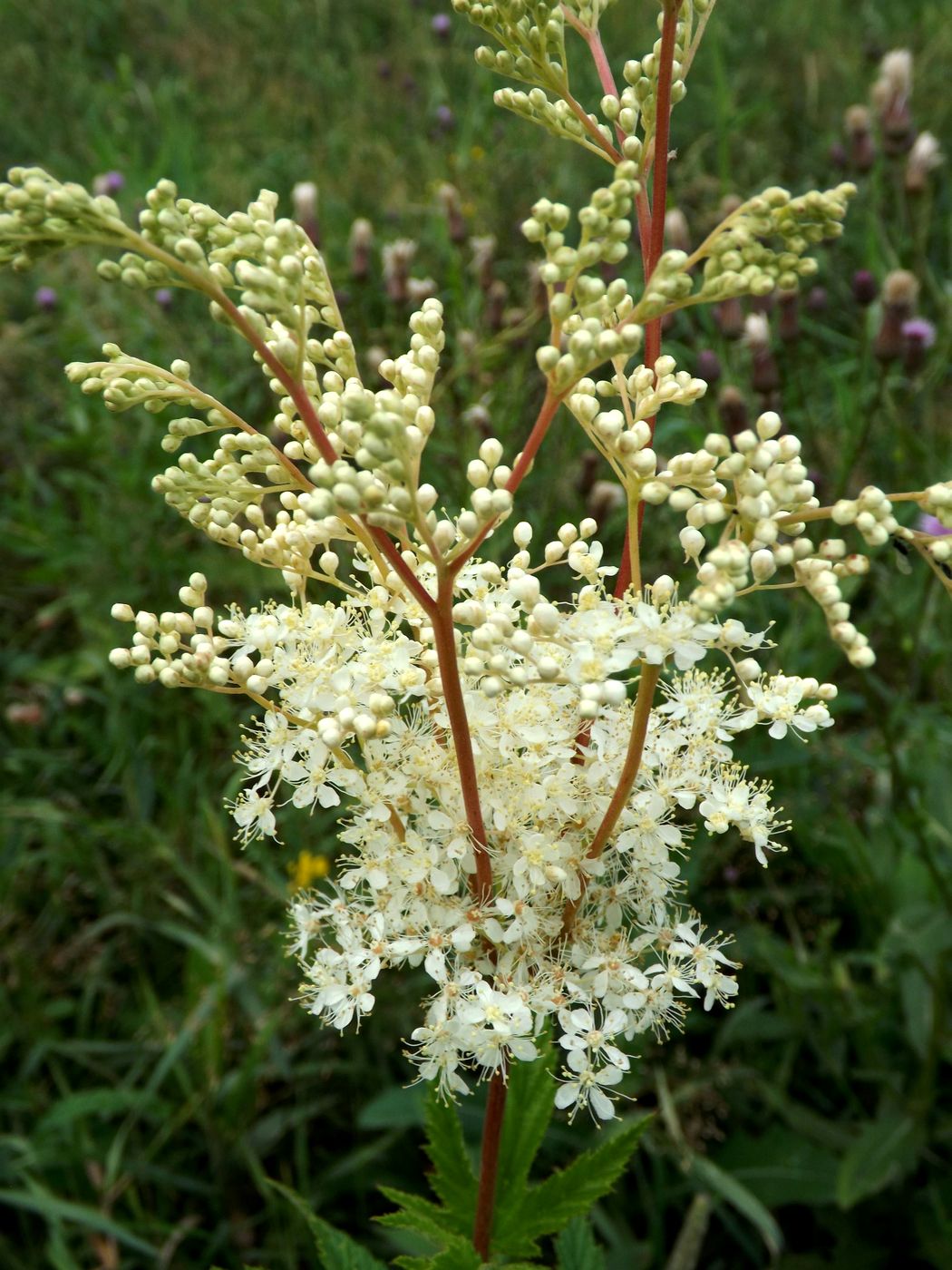 Image of Filipendula ulmaria specimen.