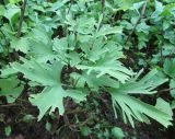 Ginkgo biloba