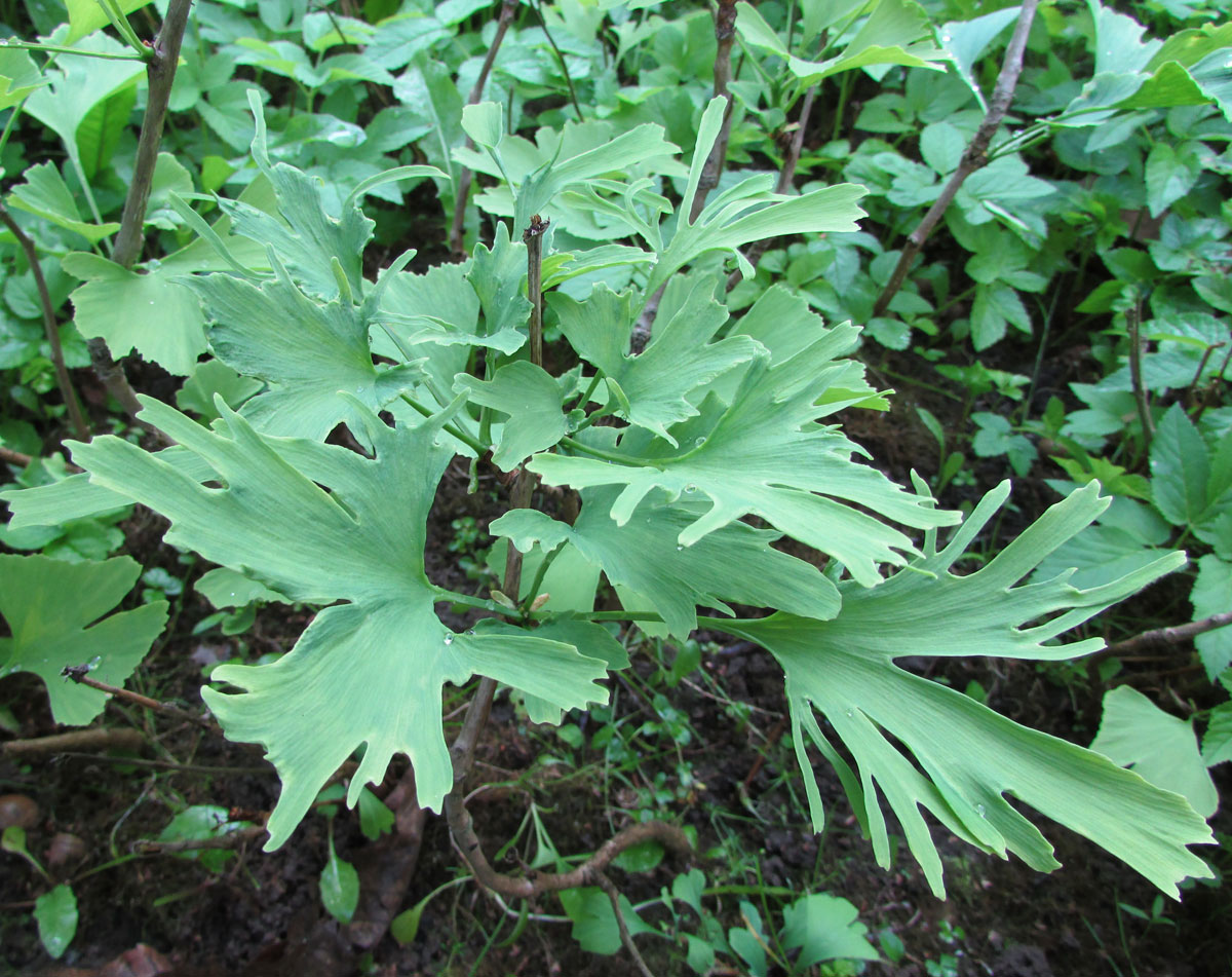 Image of Ginkgo biloba specimen.