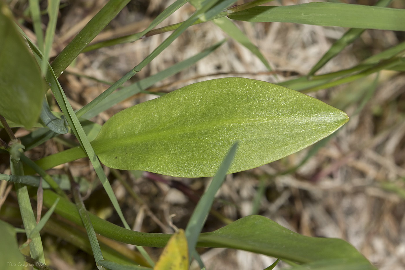 Image of Alisma lanceolatum specimen.