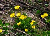 Ranunculus altaicus