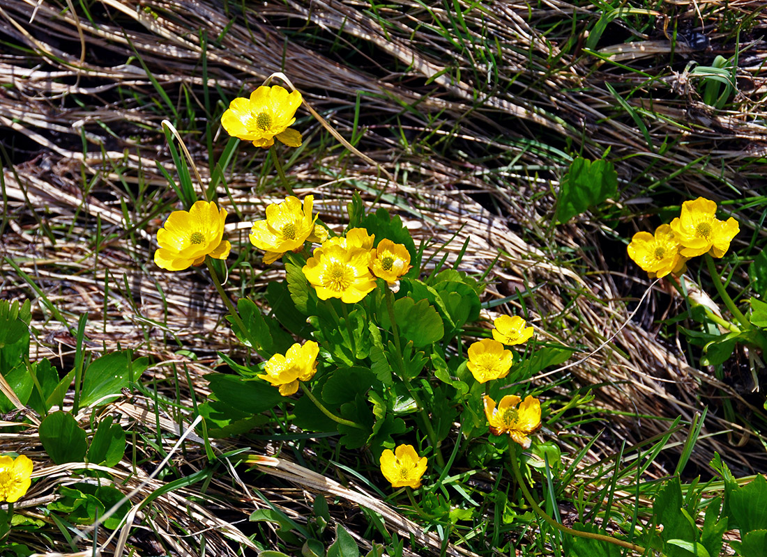 Изображение особи Ranunculus altaicus.