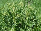 Rumex confertus