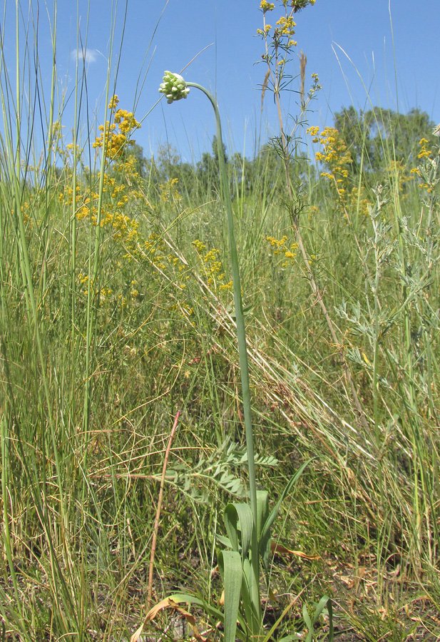 Image of Allium nutans specimen.