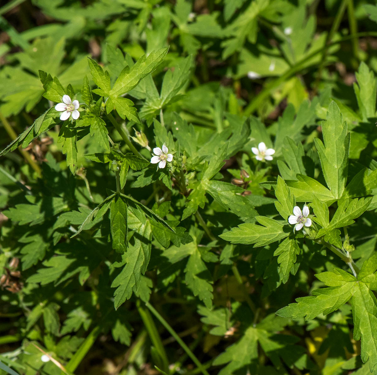 Image of Geranium sibiricum specimen.