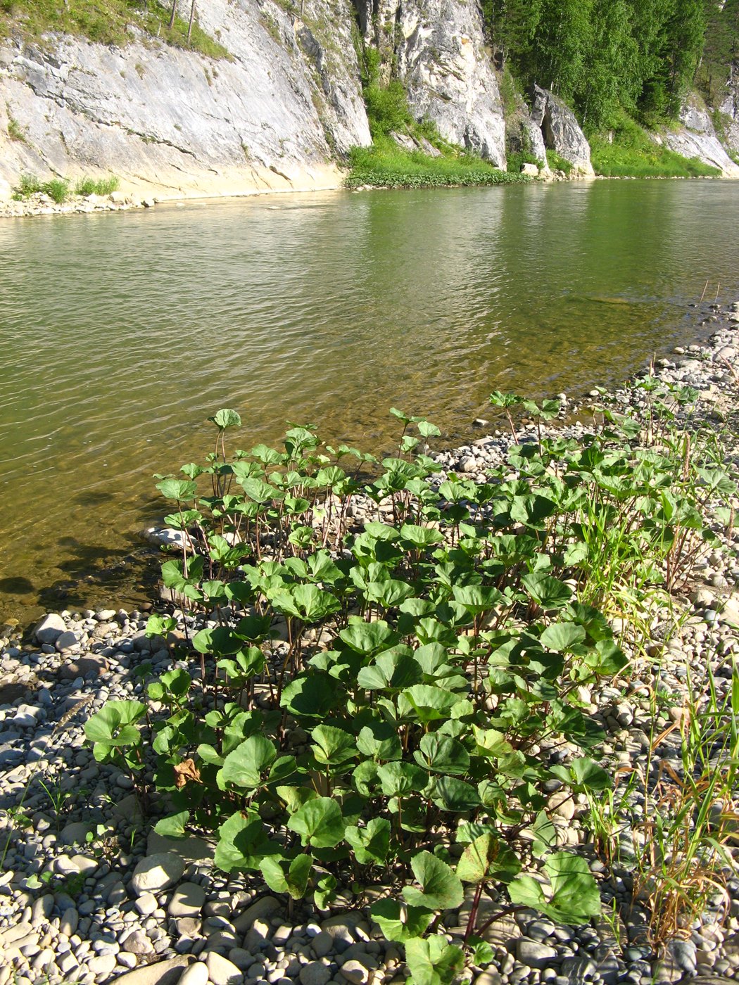 Изображение особи Petasites radiatus.