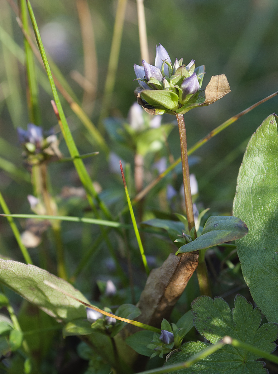 Image of Gentianella lingulata specimen.