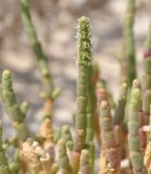 Salicornia perennans