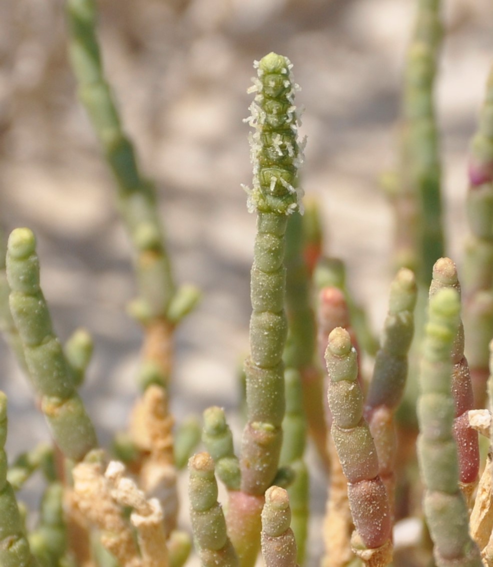 Изображение особи Salicornia perennans.