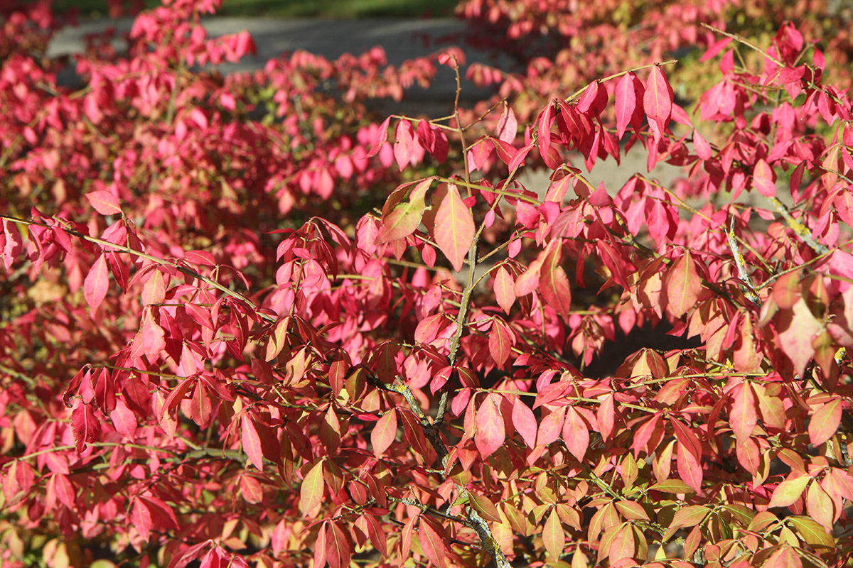 Image of Euonymus sacrosanctus specimen.