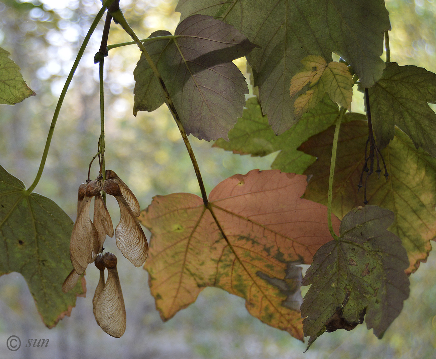 Image of Acer pseudoplatanus specimen.