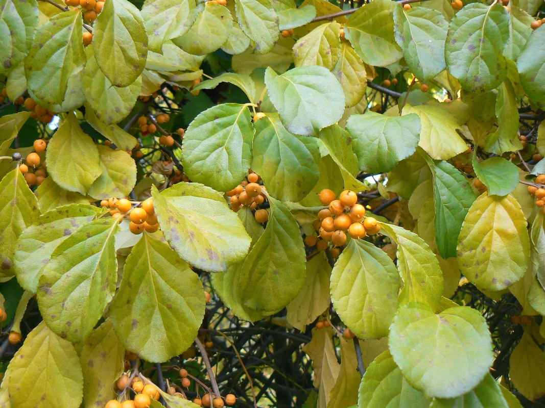 Изображение особи Celastrus orbiculata.