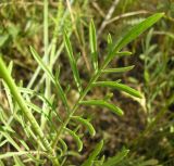 Scabiosa ochroleuca