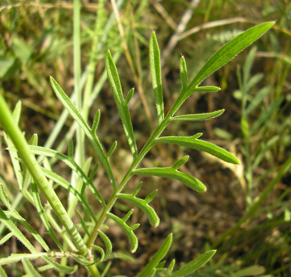 Изображение особи Scabiosa ochroleuca.