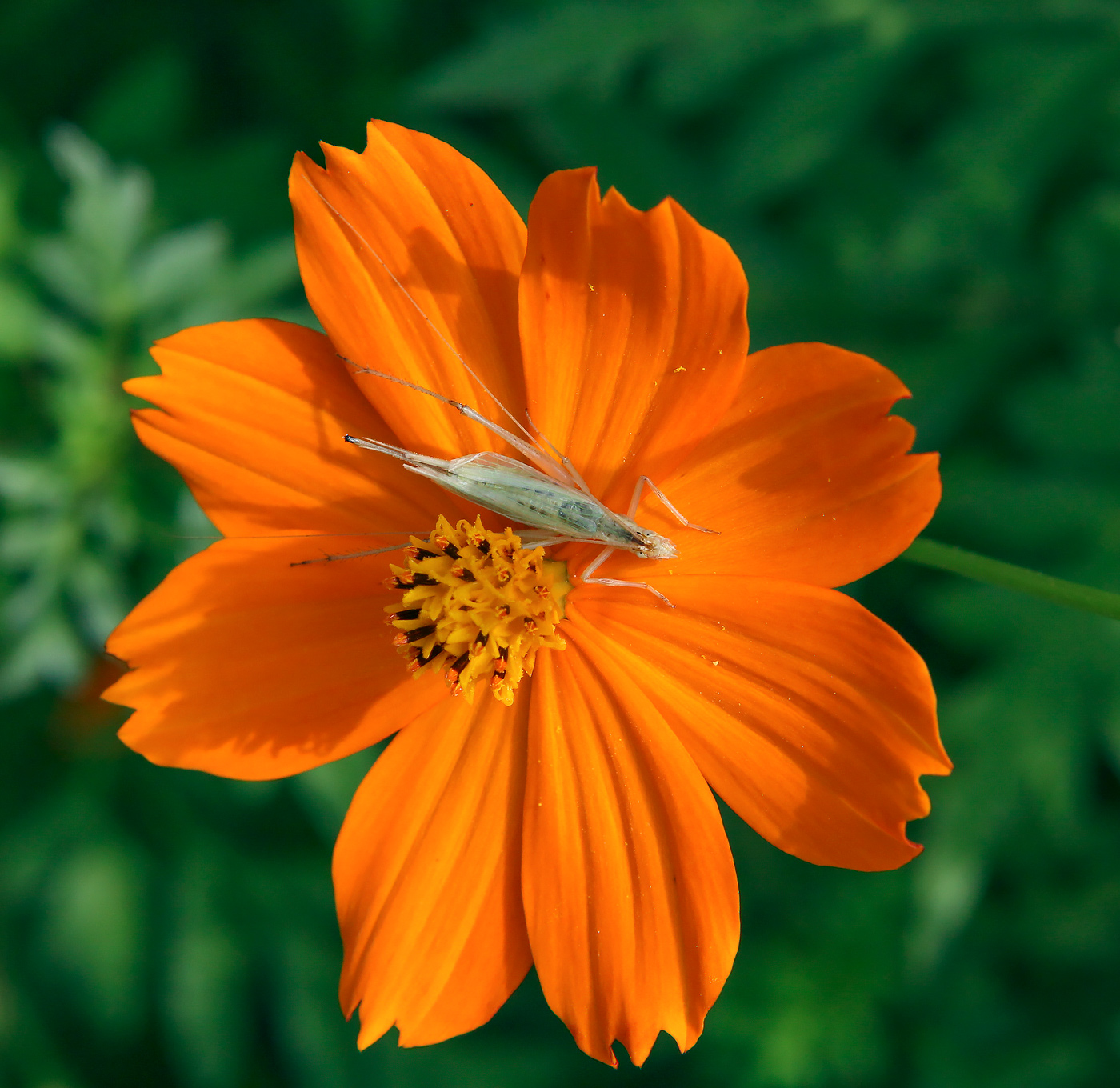 Image of Cosmos sulphureus specimen.