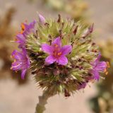 Cistanthe salsoloides