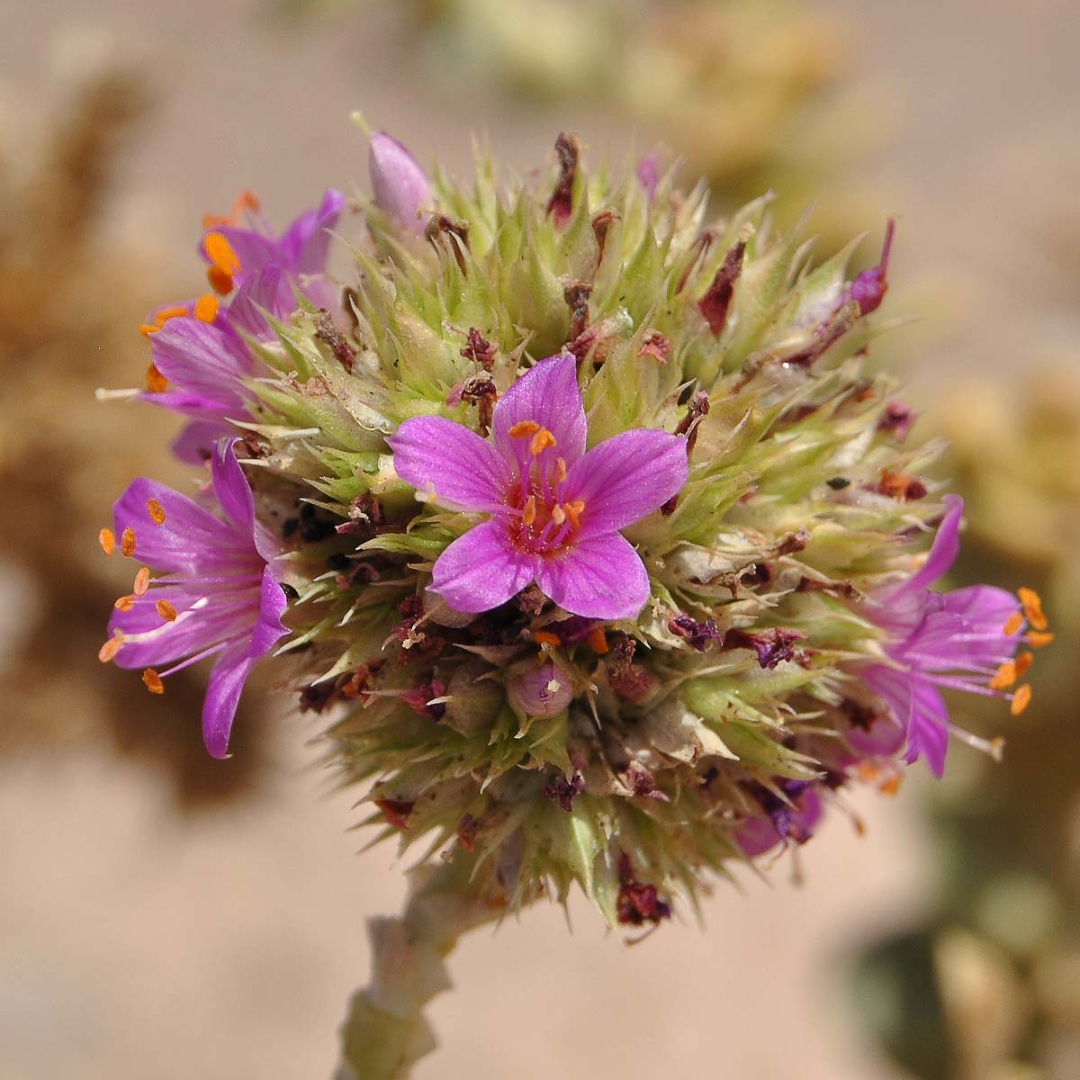 Изображение особи Cistanthe salsoloides.